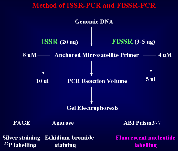 ISSR protocol schematic