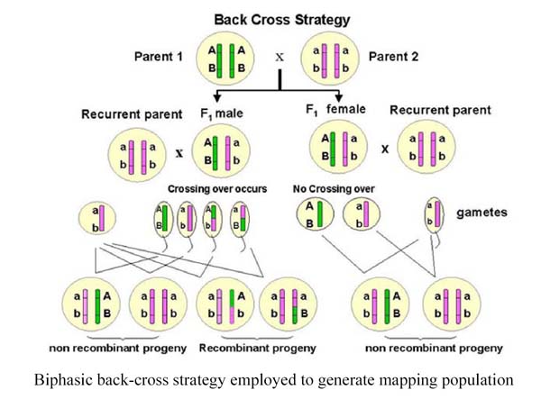 Linkage Groups