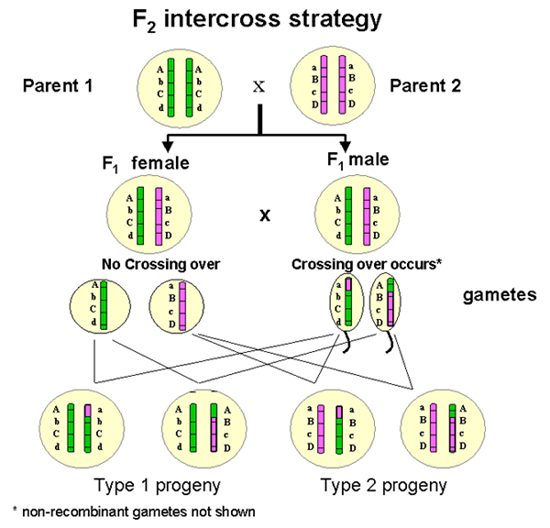 F2 Intercross Strategy